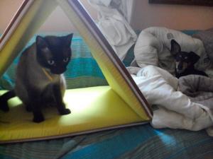 Photo du logement
