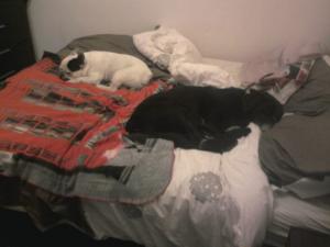 Photo du logement