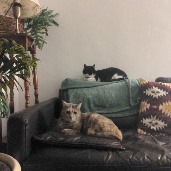 Photo du logement