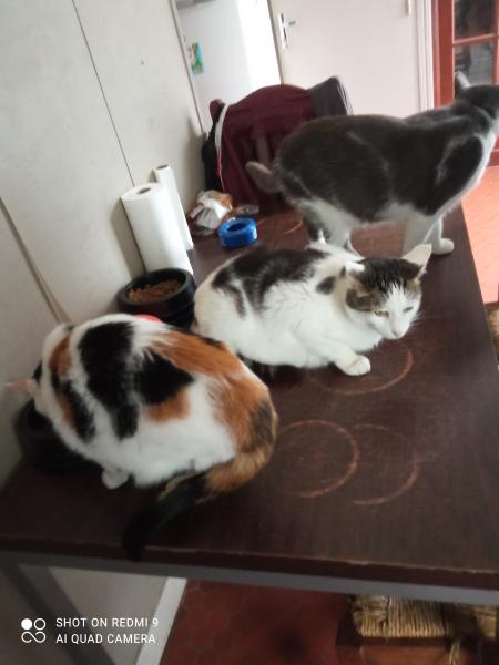 Photo du logement