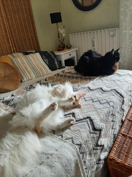 Photo du logement