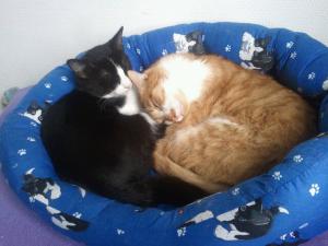 Photo du logement