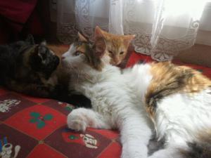 Photo du logement