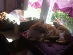 Photo du logement