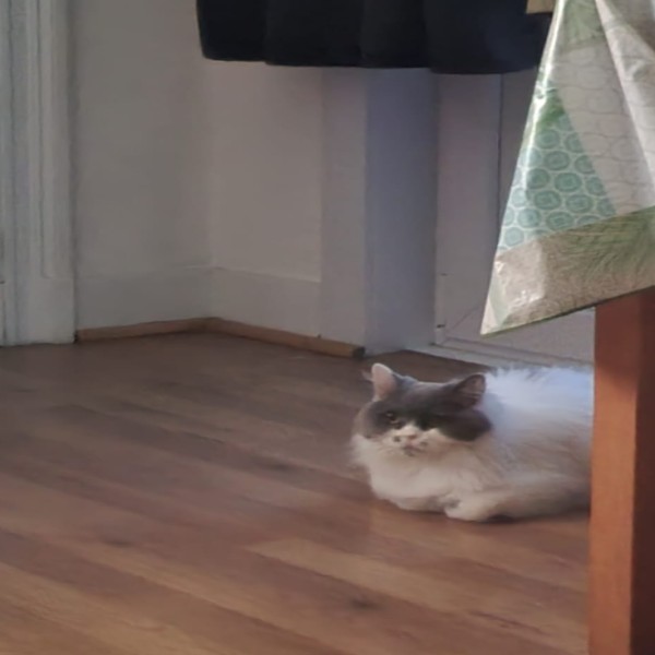 Photo du logement