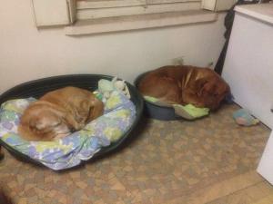 Photo du logement