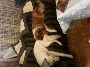 Photo du logement