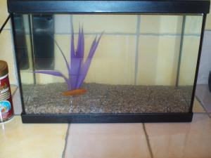 Photo du logement
