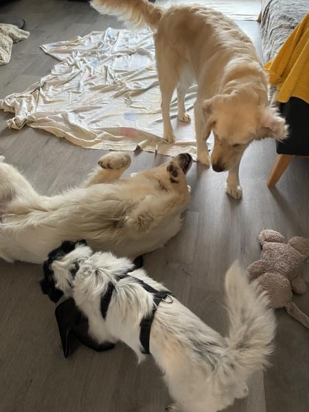 Photo du logement