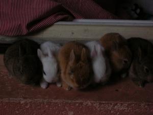 Photo du logement