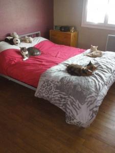 Photo du logement