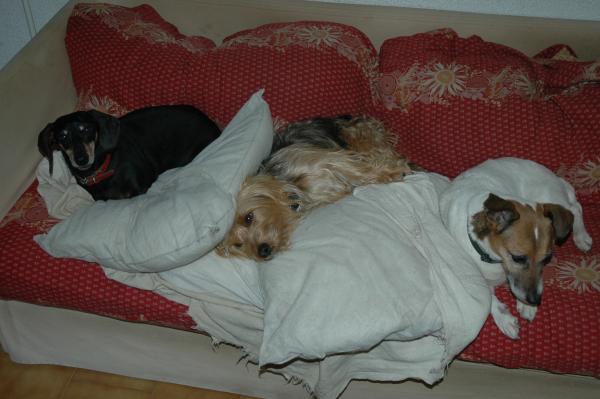 Photo du logement