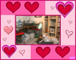 Photo du logement