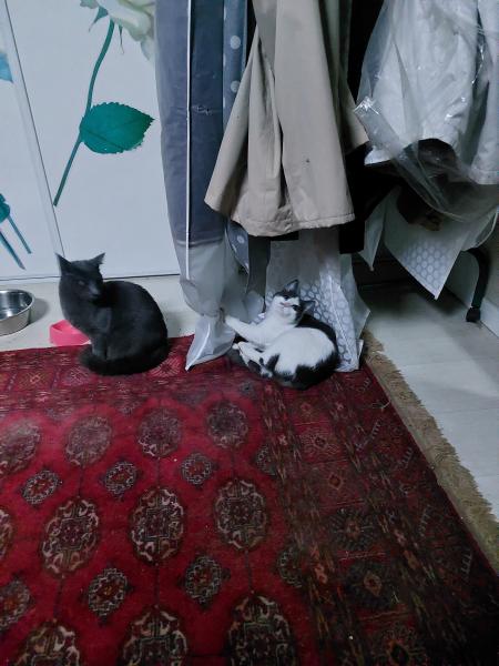 Photo du logement