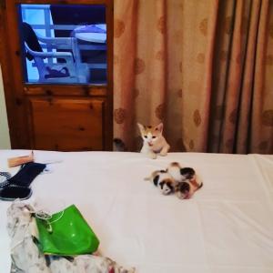 Photo du logement