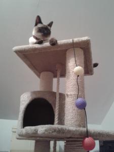 Photo du logement