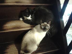 Photo du logement