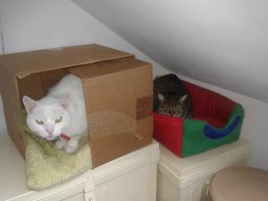 Photo du logement
