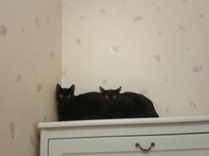 Photo du logement