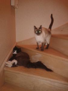 Photo du logement