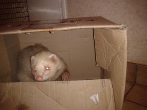 Photo du logement