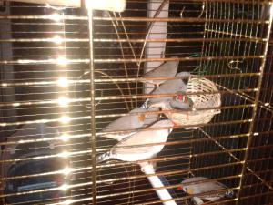 Photo du logement