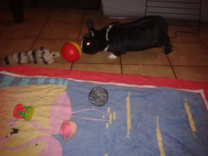 Photo du logement
