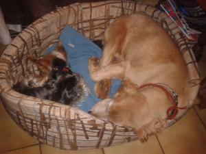 Photo du logement