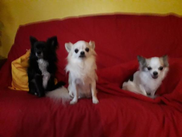 Photo du logement