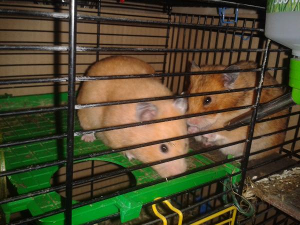 Photo du logement