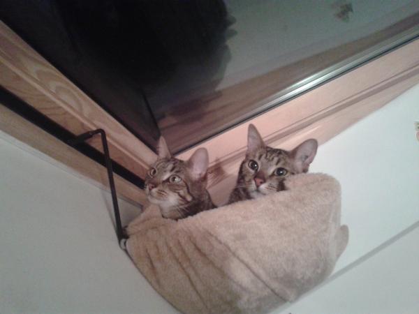 Photo du logement