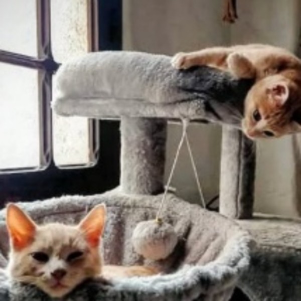 Photo du logement