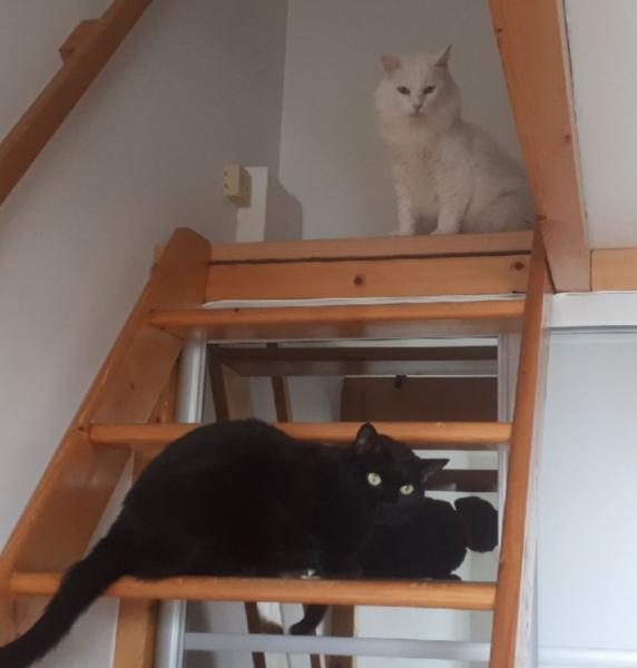 Photo du logement