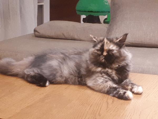 Photo du logement