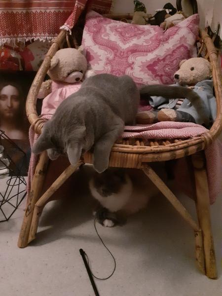 Photo du logement