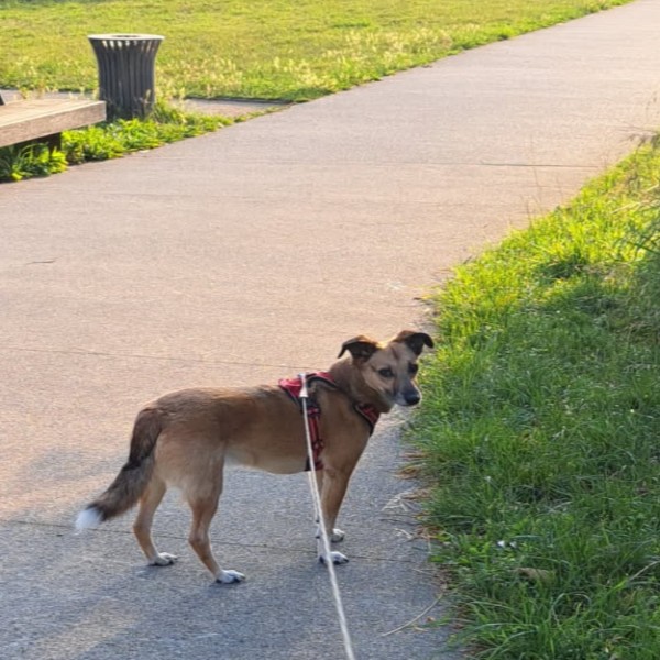 stella
