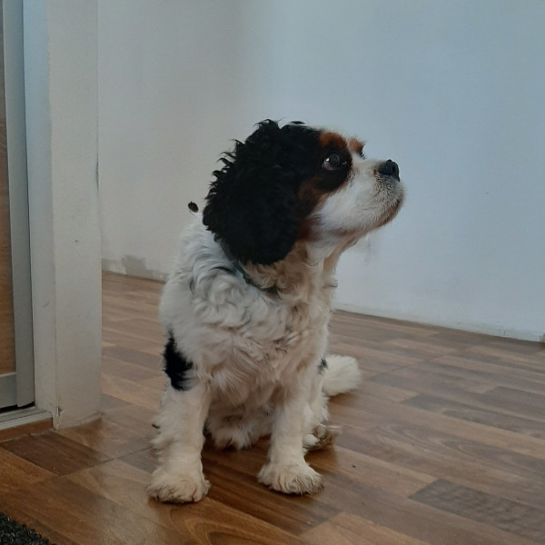 Célia