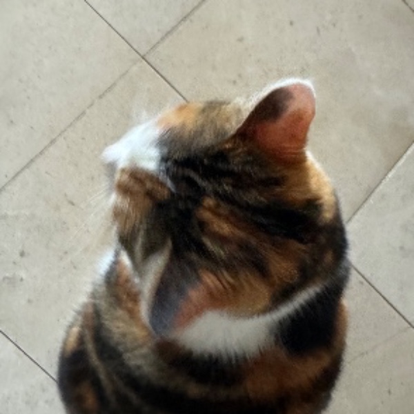 Chirine