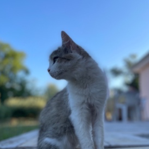Manon