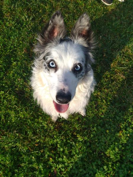 Stella