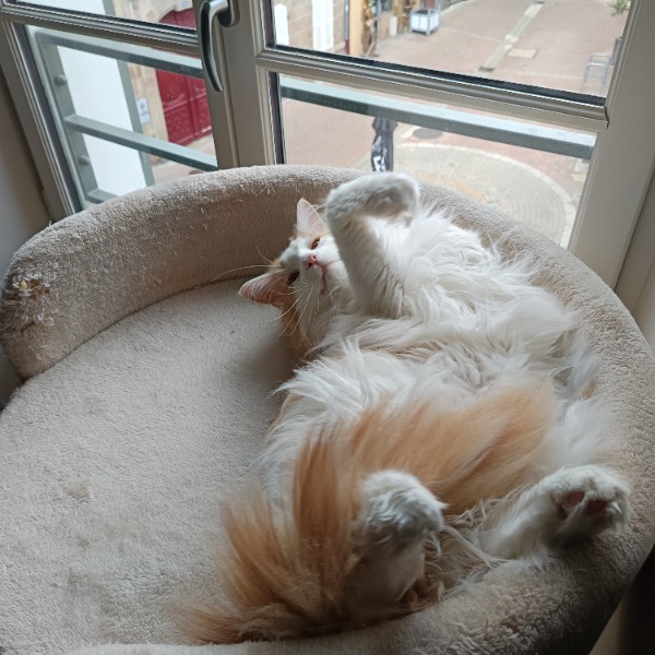 Lili