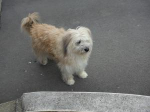 Coralie