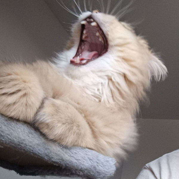 Teo