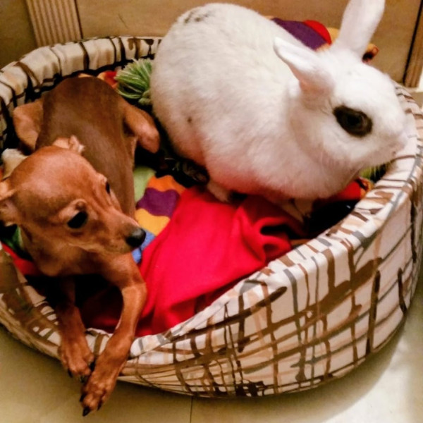 Célia