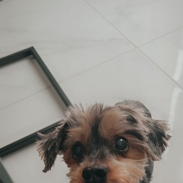 Elodie