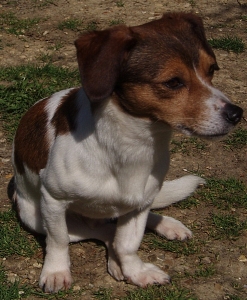 Dominique