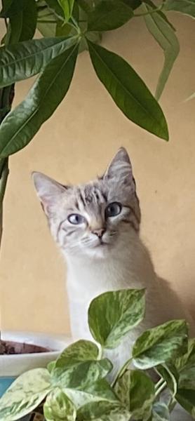 ANNIE