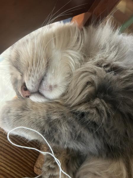Émilie