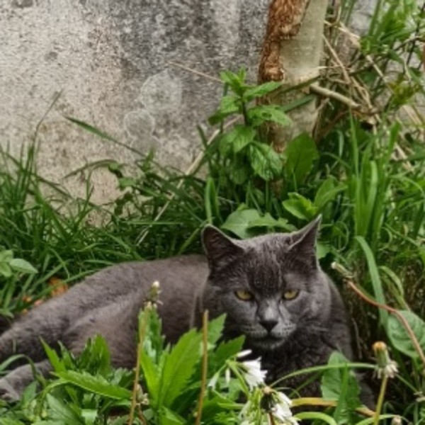Sylvie