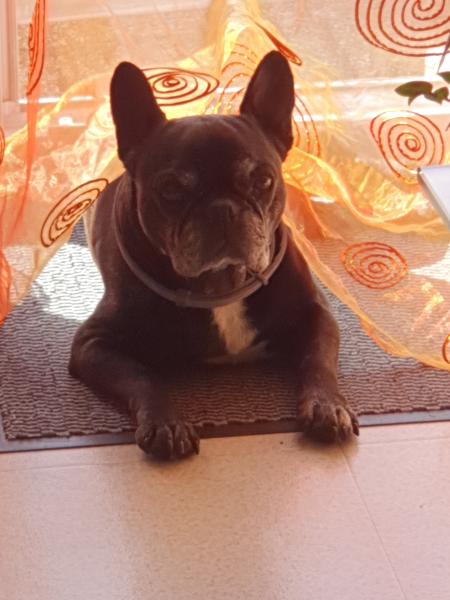 Elodie